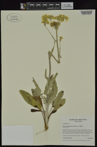 Packera tomentosa image