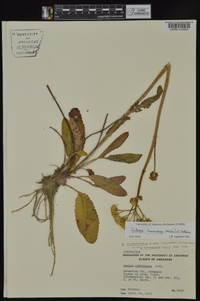 Packera tomentosa image