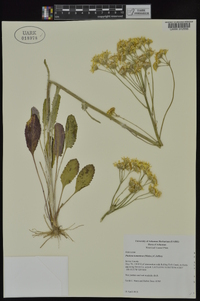 Packera tomentosa image