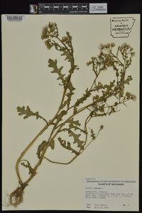 Senecio vulgaris image