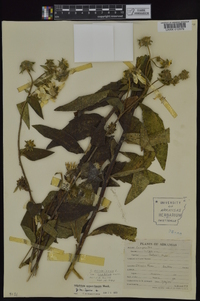 Silphium asteriscus var. asteriscus image