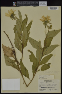 Silphium asteriscus var. asteriscus image