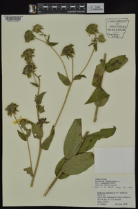 Silphium asteriscus var. asteriscus image