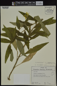 Silphium asteriscus var. asteriscus image