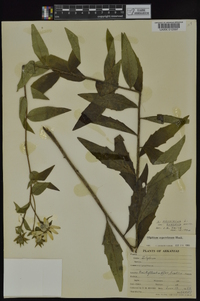 Silphium asteriscus image