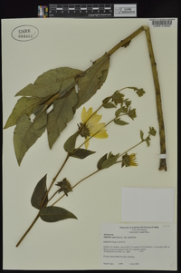 Silphium asteriscus var. asteriscus image