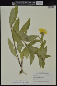 Silphium asteriscus image