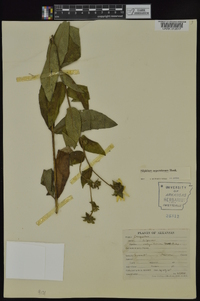 Silphium radula image