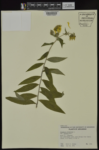 Silphium asteriscus var. asteriscus image