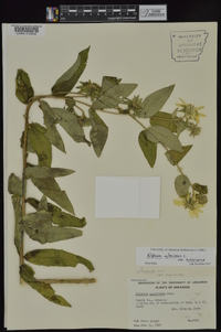 Silphium asteriscus var. asteriscus image