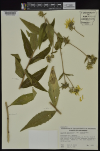 Silphium asteriscus var. asteriscus image