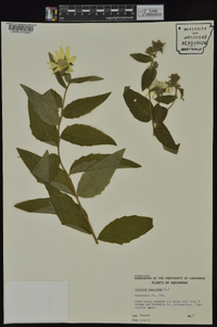 Silphium asteriscus var. asteriscus image