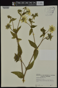 Silphium asteriscus image