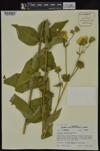 Silphium integrifolium image