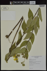 Silphium integrifolium image