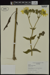 Silphium integrifolium image