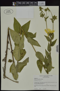 Silphium integrifolium image