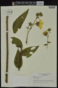 Silphium integrifolium image