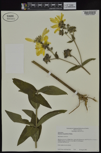 Silphium integrifolium image