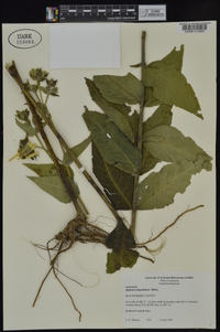 Silphium integrifolium image