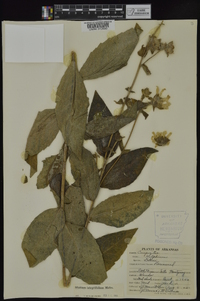 Silphium integrifolium image