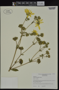 Silphium integrifolium image