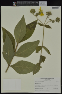 Silphium integrifolium image