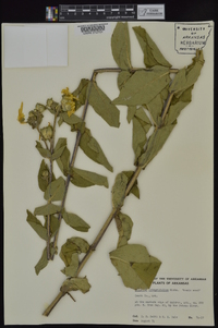 Silphium integrifolium image