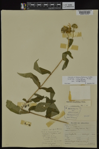 Silphium integrifolium image