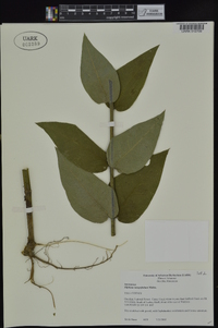 Silphium integrifolium image