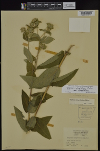 Silphium integrifolium image