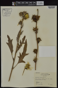 Silphium laciniatum image