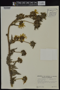 Silphium laciniatum var. robinsonii image