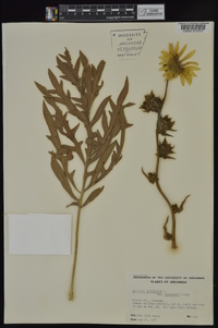 Silphium laciniatum image