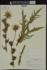 Silphium laciniatum var. laciniatum image