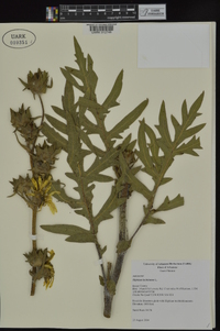 Silphium laciniatum image