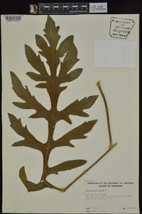 Silphium laciniatum image