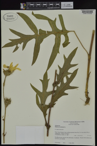 Silphium laciniatum image