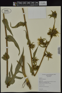 Silphium laciniatum image