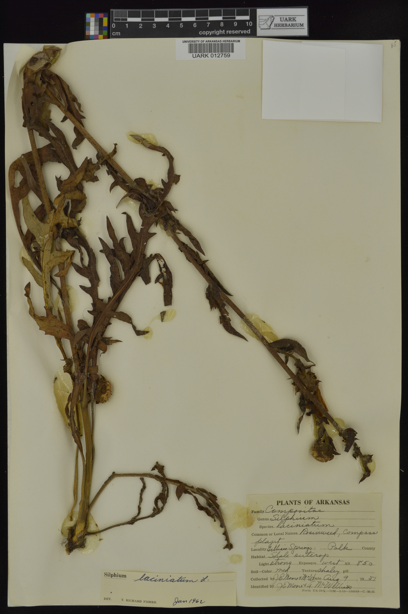 Silphium laciniatum var. laciniatum image