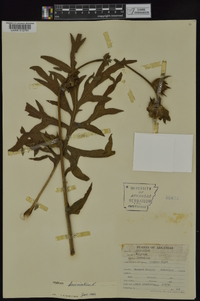 Silphium laciniatum image