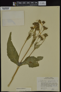 Silphium perfoliatum image