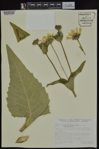 Silphium perfoliatum var. perfoliatum image