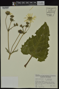 Silphium perfoliatum image