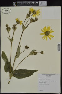 Silphium perfoliatum image