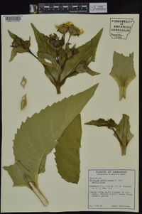 Silphium perfoliatum image