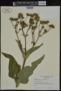 Silphium perfoliatum image