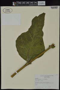 Silphium perfoliatum image