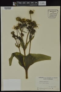 Silphium perfoliatum image