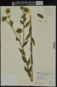 Silphium radula var. radula image